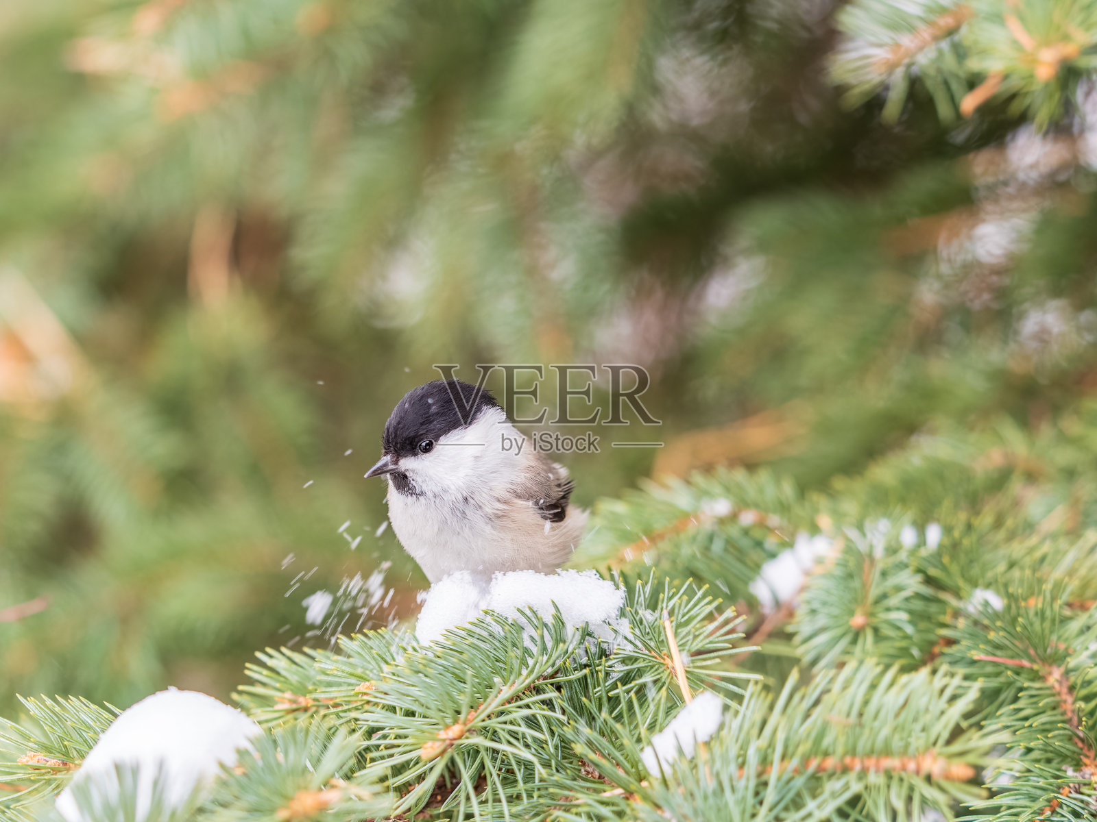 可爱的小鸟柳树山雀，歌唱的小鸟坐在冷杉枝上照片摄影图片