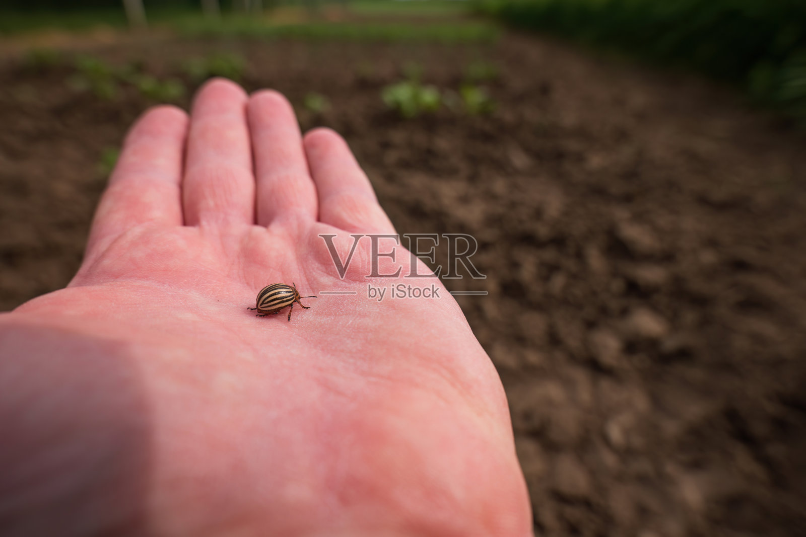 园丁抓到了一只入侵的科罗拉多土豆甲虫。照片摄影图片
