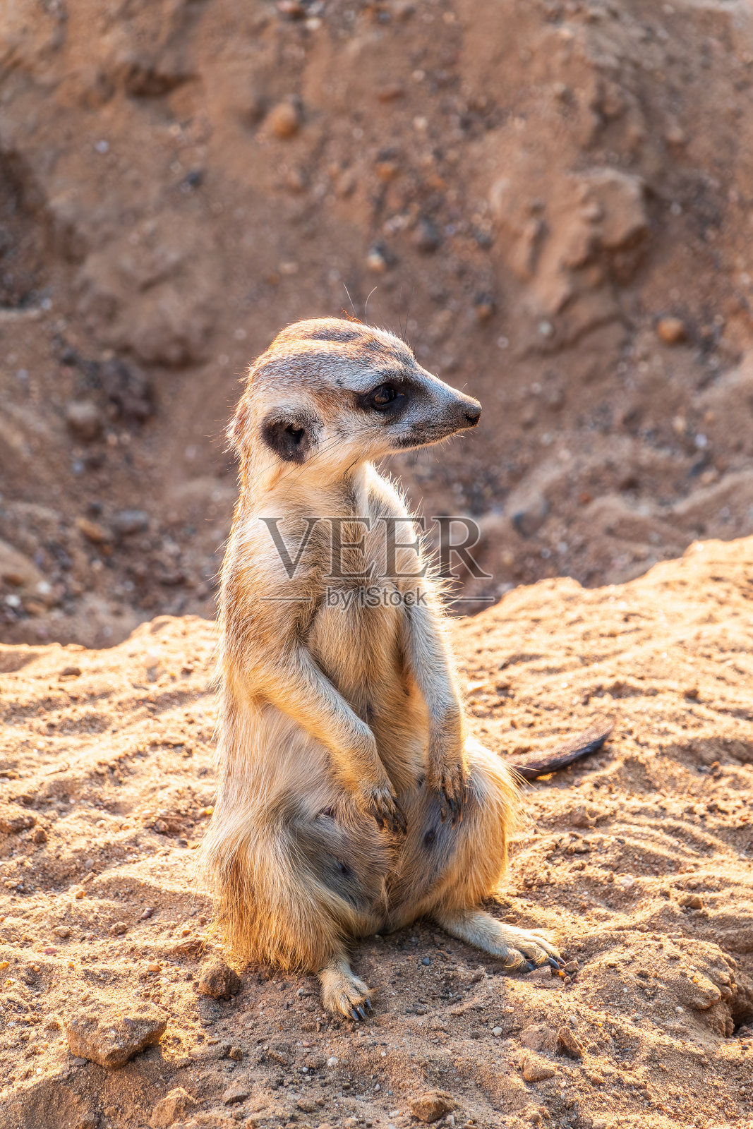 狐獴，用后腿行走。猫鼬用后腿站立的肖像，表情警觉。一只有趣的猫鼬用后腿坐着的肖像。照片摄影图片