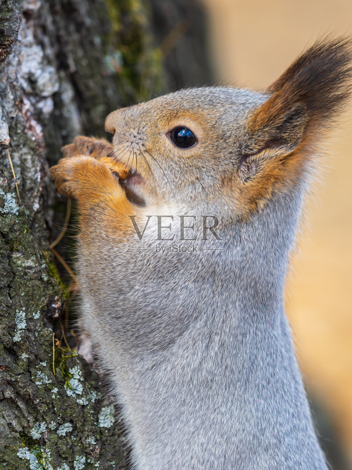 春天或夏天，吃坚果的松鼠栖息在树枝上。松鼠的特写肖像照片摄影图片