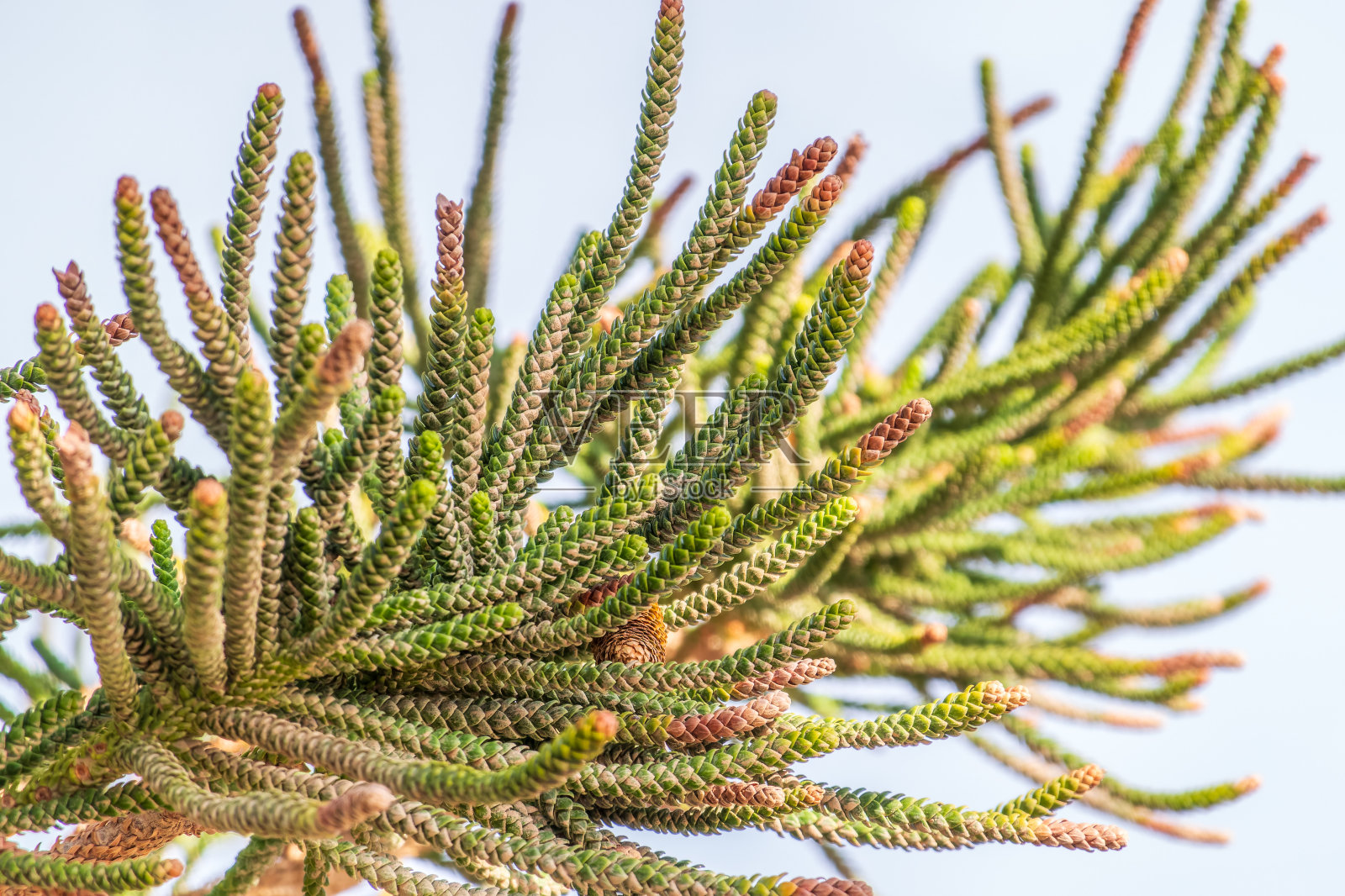 常绿树木Araucaria araucana的针叶，通常被称为猴谜树、猴尾树或智利松照片摄影图片