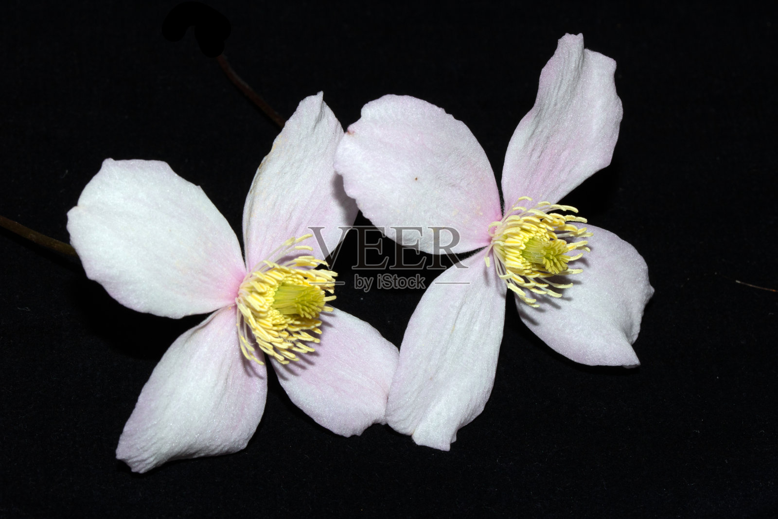 漂亮的粉红色和白色铁线莲花瓣在黑色的背景照片摄影图片