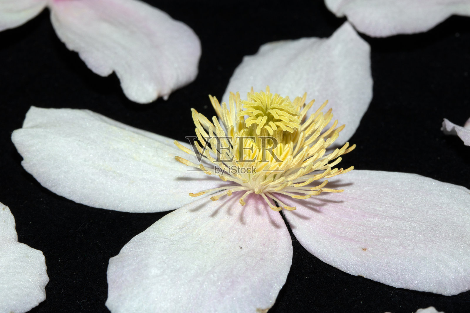 漂亮的粉红色和白色铁线莲花瓣在黑色的背景照片摄影图片