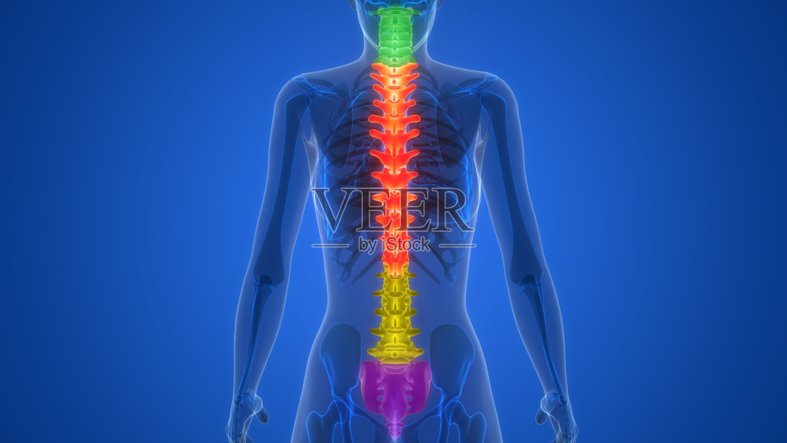 人类骨骼系统解剖的脊髓脊柱照片摄影图片