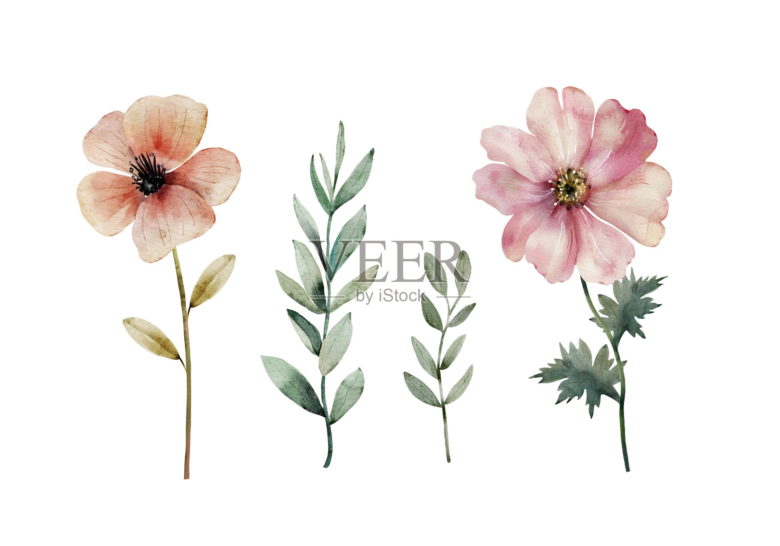 一套水彩插图的花在一个白色的背景。手绘设计和请柬。插画图片素材