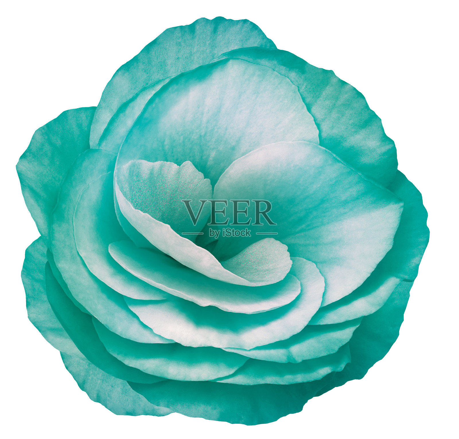 紫罗兰花绿松石。在白色背景上孤立的花。特写镜头。大自然。照片摄影图片