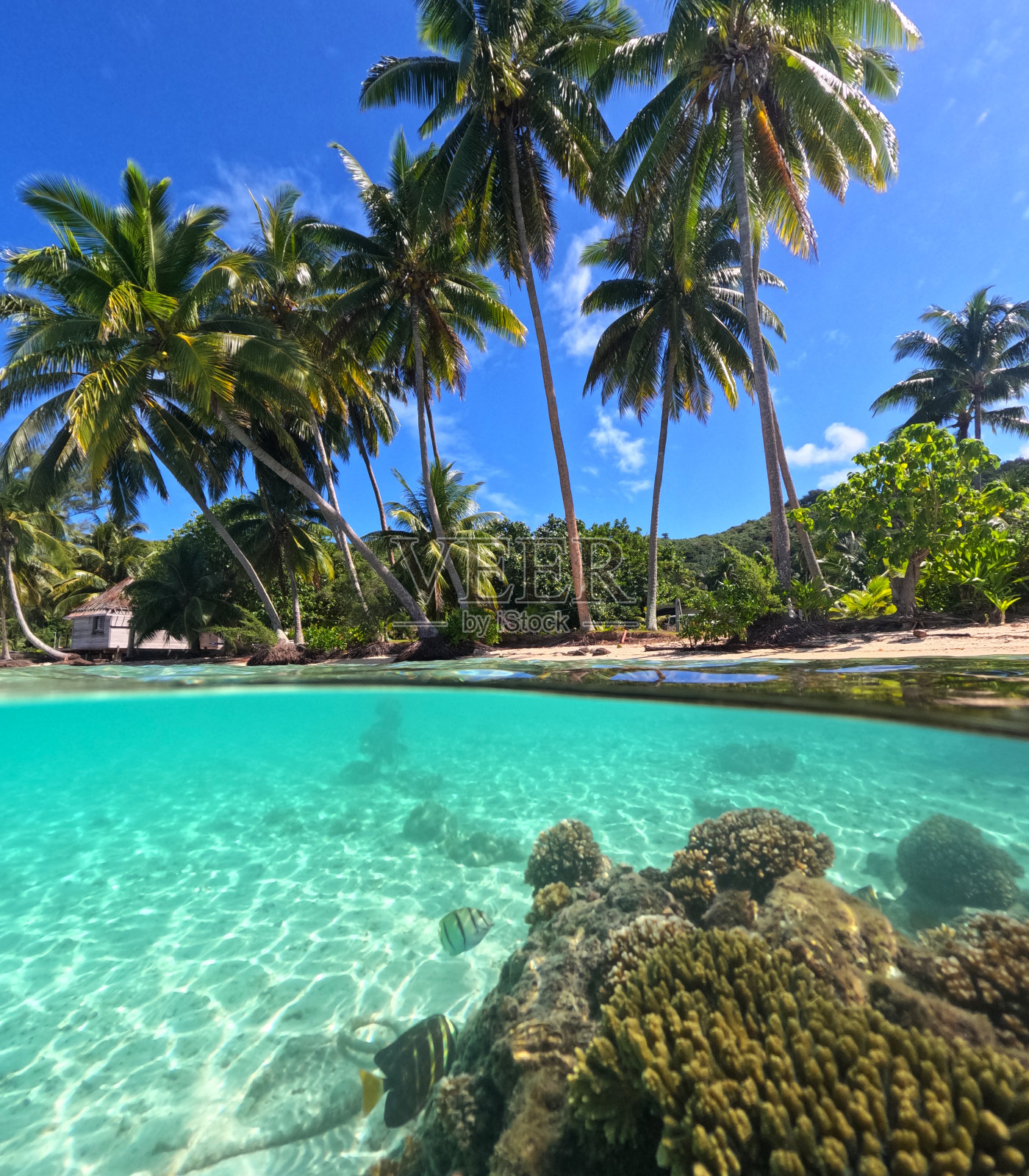 法属波利尼西亚-波拉波拉岛照片摄影图片