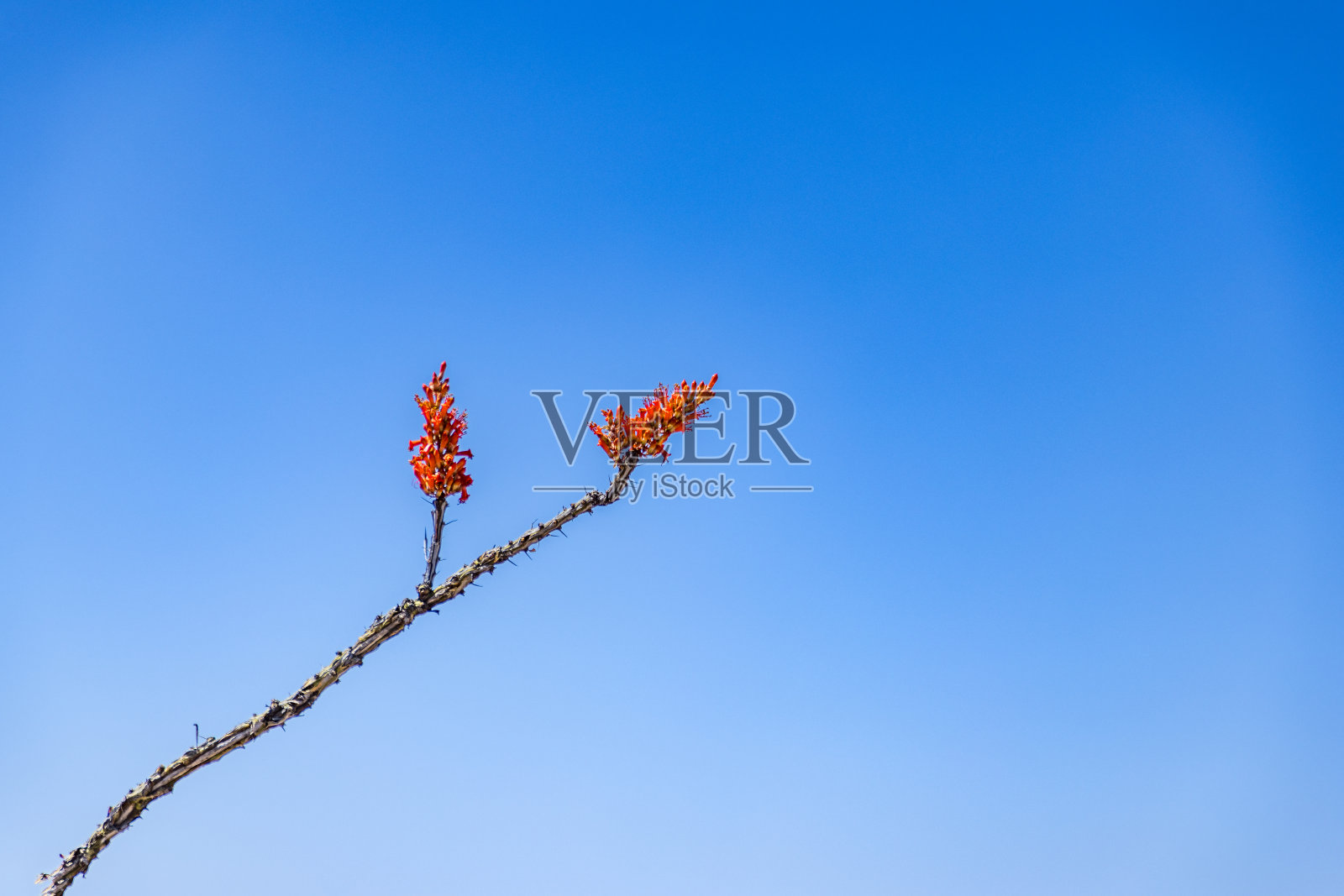 德克萨斯州大本德国家公园里的一种植物照片摄影图片