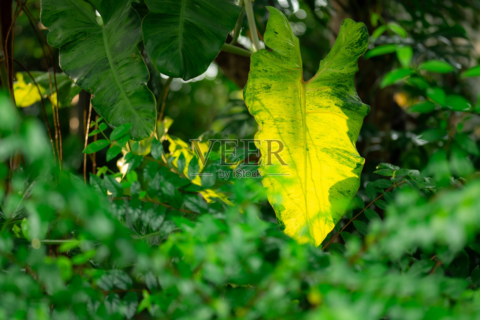 拥抱大自然的美丽:一个清爽的景观绿叶，树木和鲜花在夏季花园，提供一个放松的生态友好的环境，完美的清新放松和自然的设计照片摄影图片