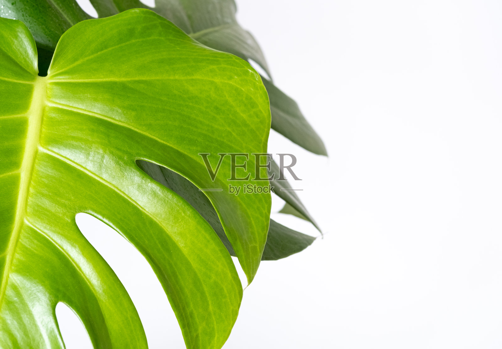 白色背景上瑞士奶酪植物怪物的绿叶。模糊和选择性对焦。美丽的热带广告化妆品模板照片摄影图片