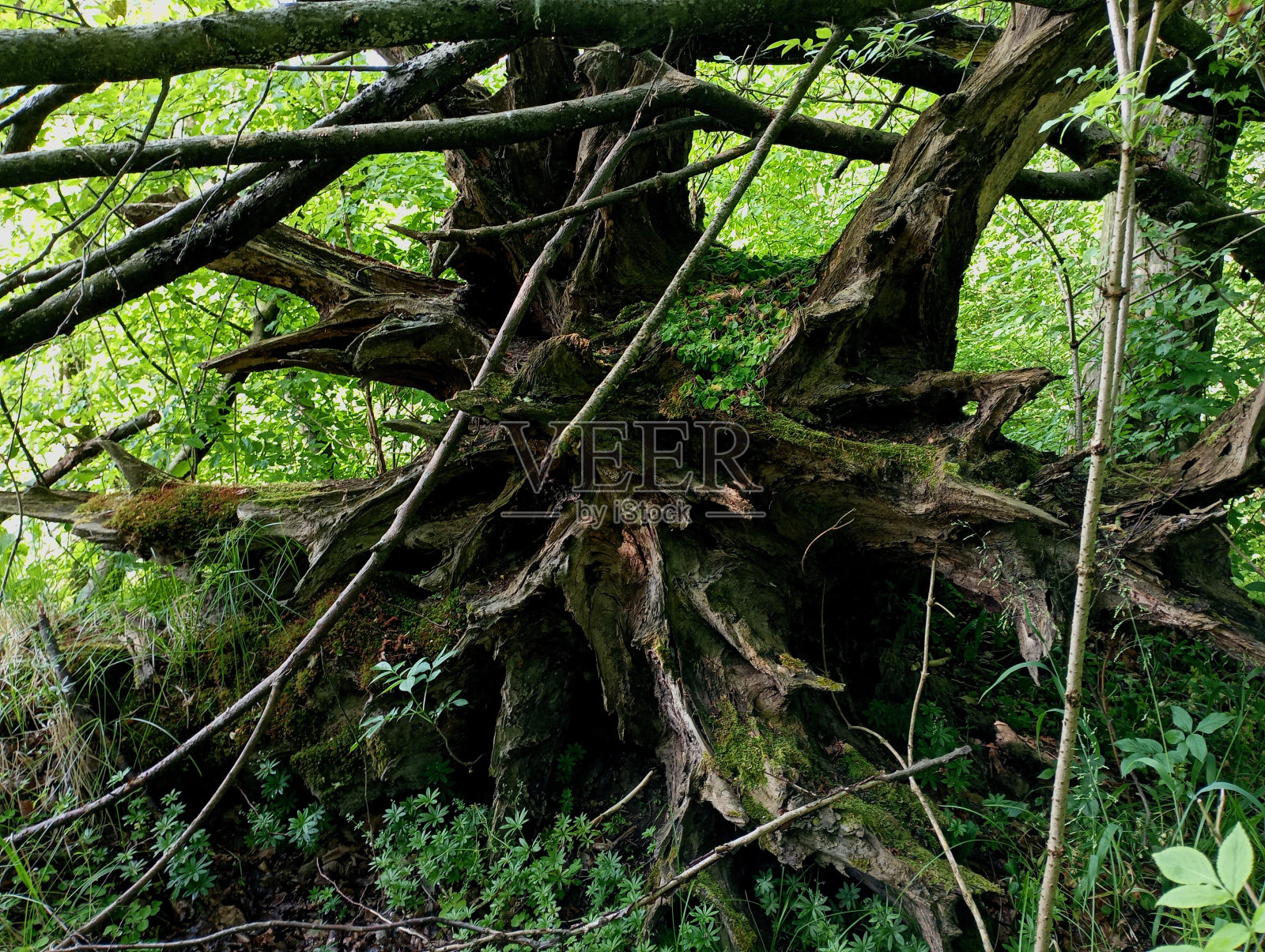 一根巨大的橡树根从地上拔了出来，躺在长满青苔和青草的树枝中间。古老森林里的一个腐烂的老橡树树桩。照片摄影图片