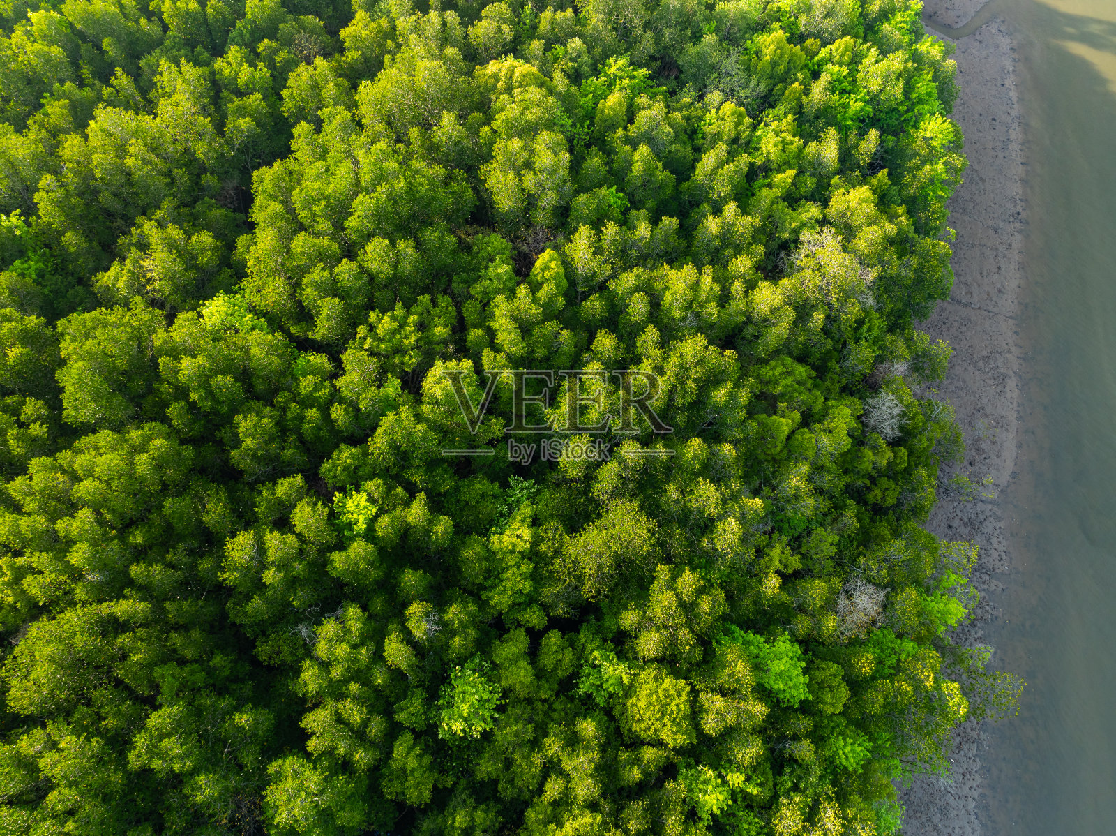 令人惊叹的丰富的红树林，鸟瞰森林树木雨林生态系统和健康的环境背景，绿色树木的纹理森林自上而下，高角度视图照片摄影图片