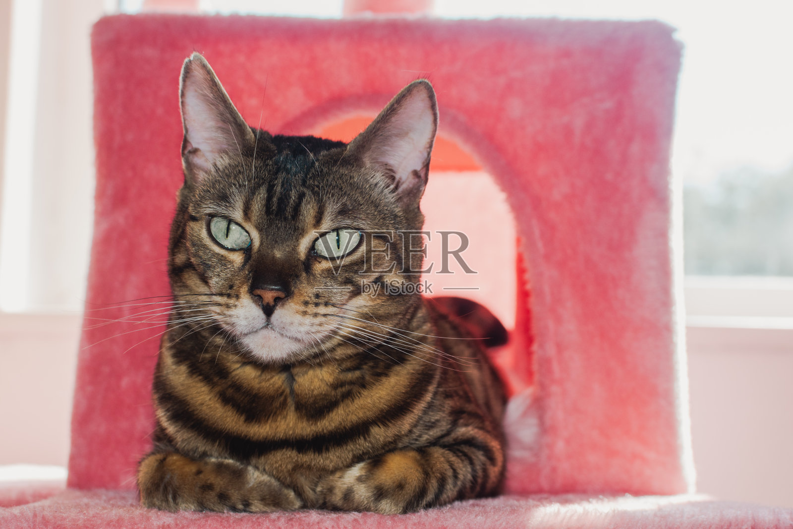 纯种孟加拉猫坐在毛茸茸的粉红色猫树床上照片摄影图片