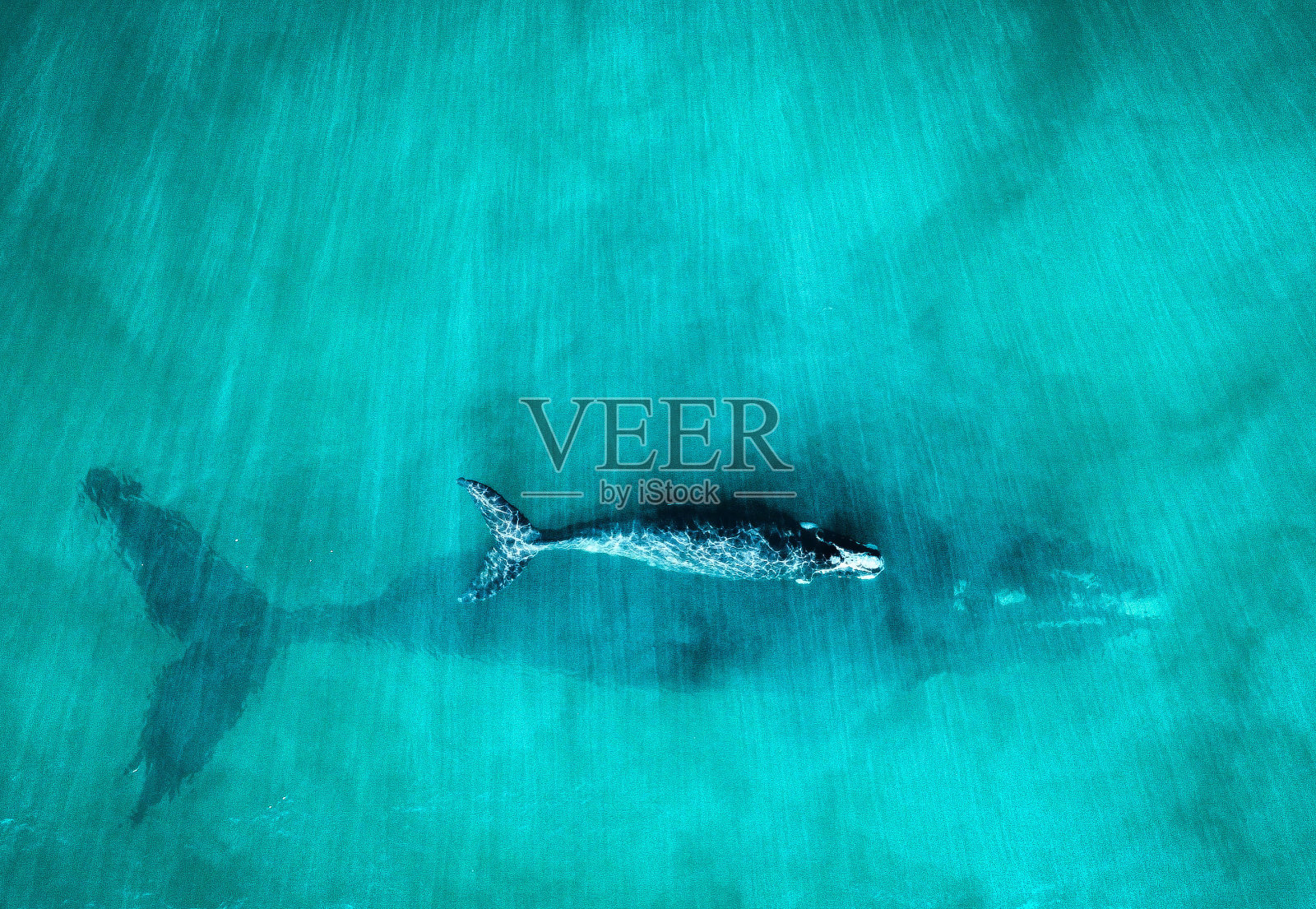 令人难以置信的鲸鱼妈妈和她的孩子的照片照片摄影图片