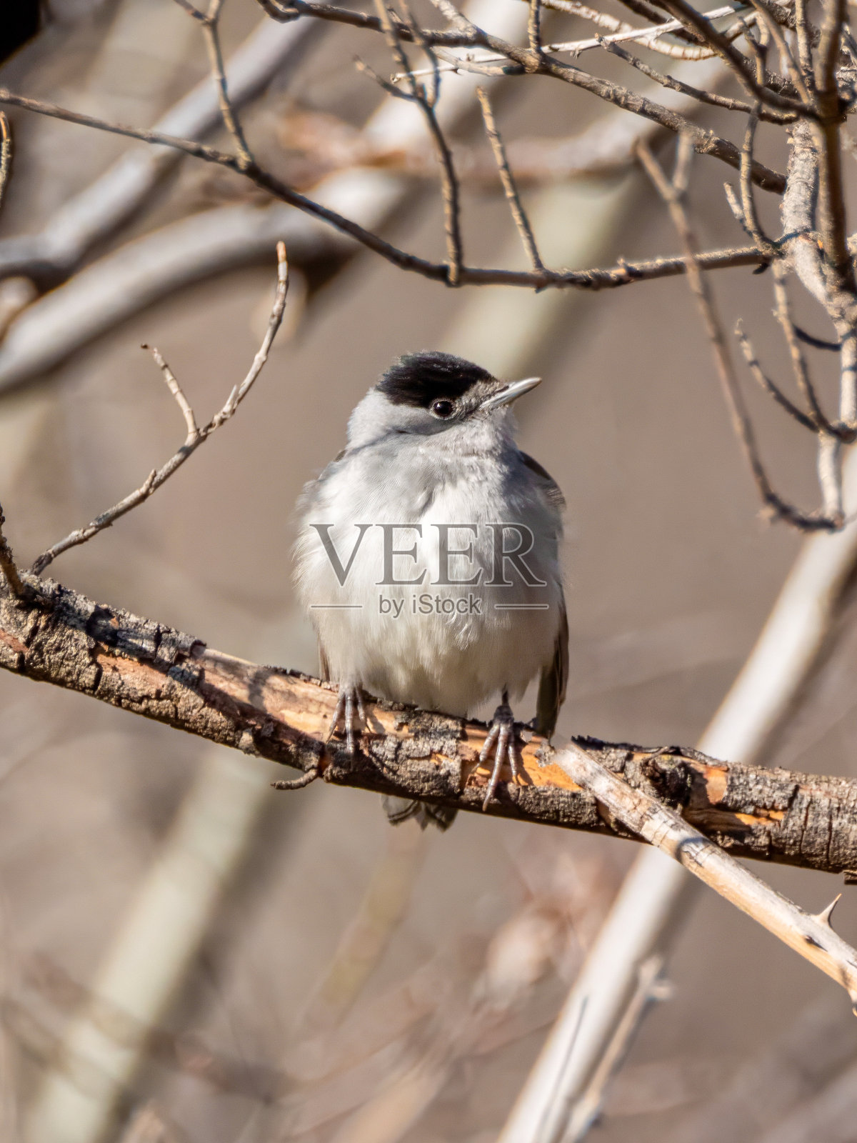欧亚黑头莺类照片摄影图片