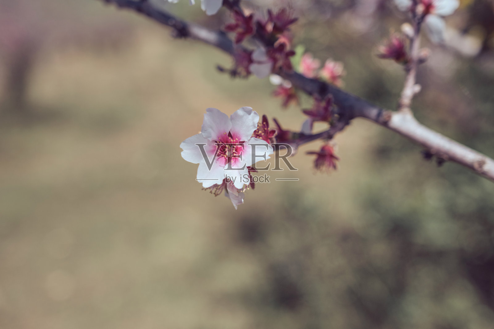 花园里树枝上盛开的花照片摄影图片