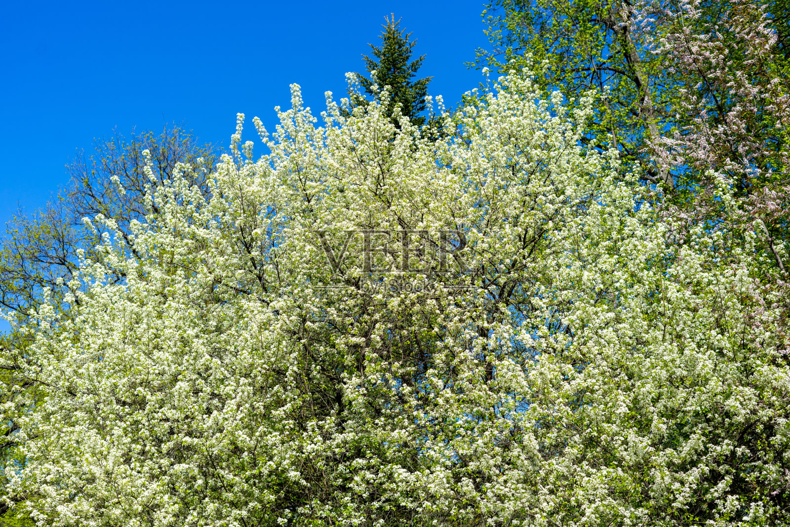 春天的鸟樱照片摄影图片