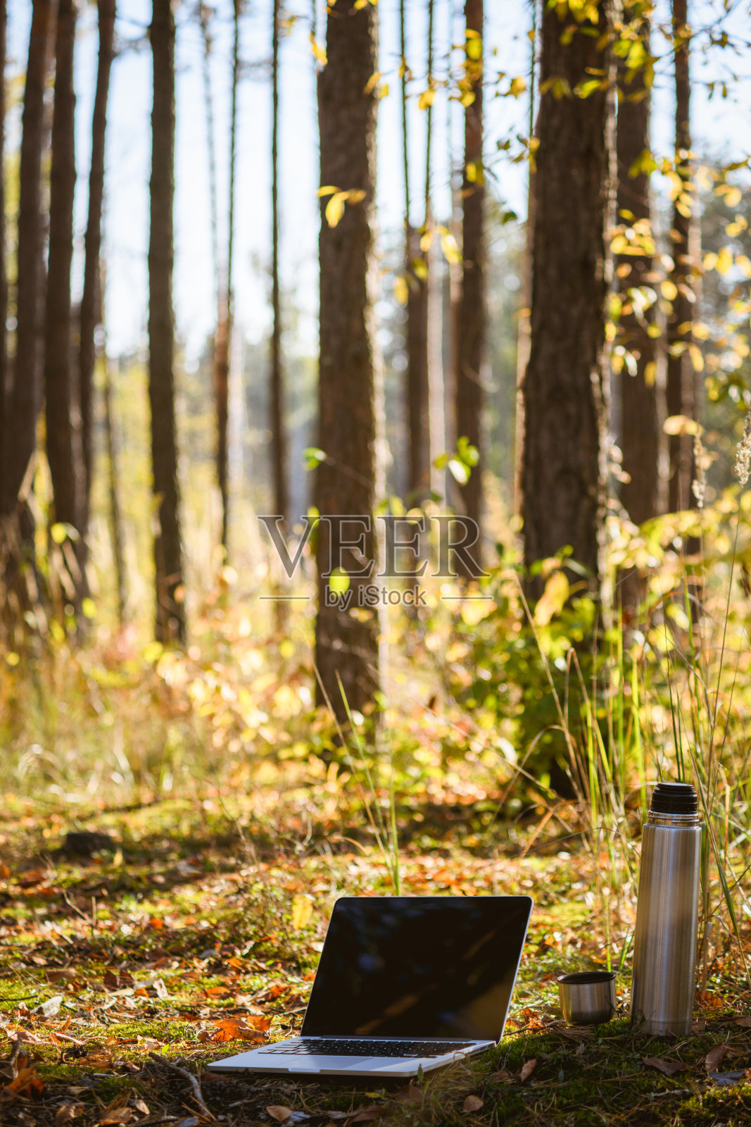 在阳光普照的森林草地上，手提电脑上有空白屏幕，旁边有保温瓶照片摄影图片