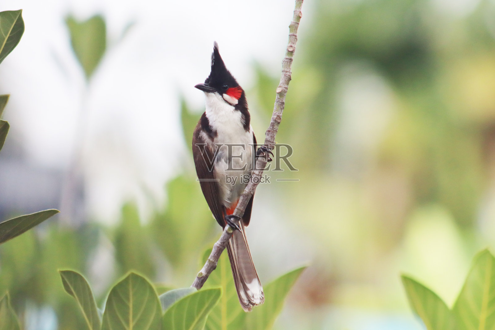 鸟类和动物——28照片摄影图片