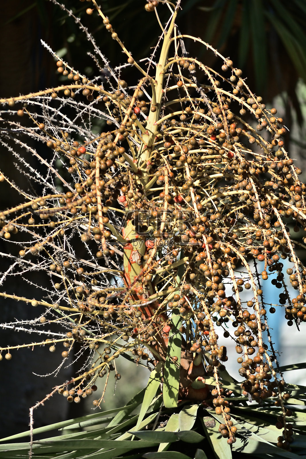 树的世界照片摄影图片