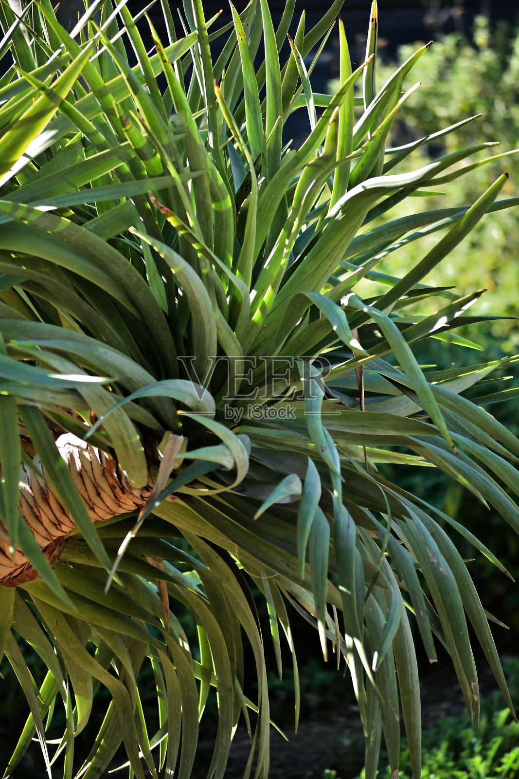 树的世界照片摄影图片