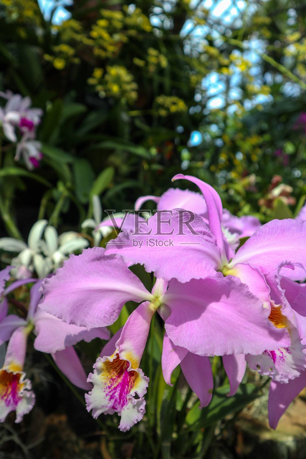 兰花的花照片摄影图片