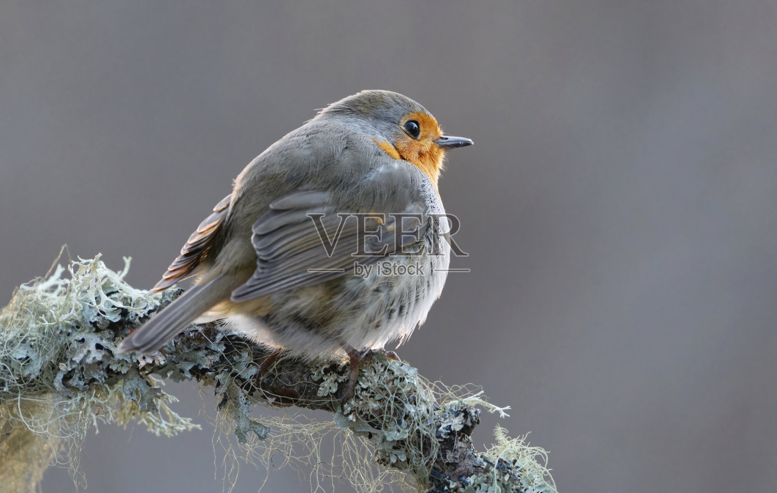 春天栖息在树枝上的欧洲知更鸟(红鸲)。照片摄影图片