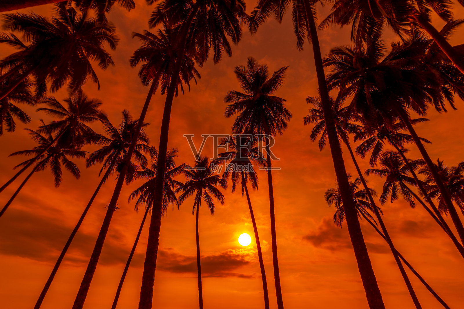 椰子树映衬着橘黄色的晚霞照片摄影图片