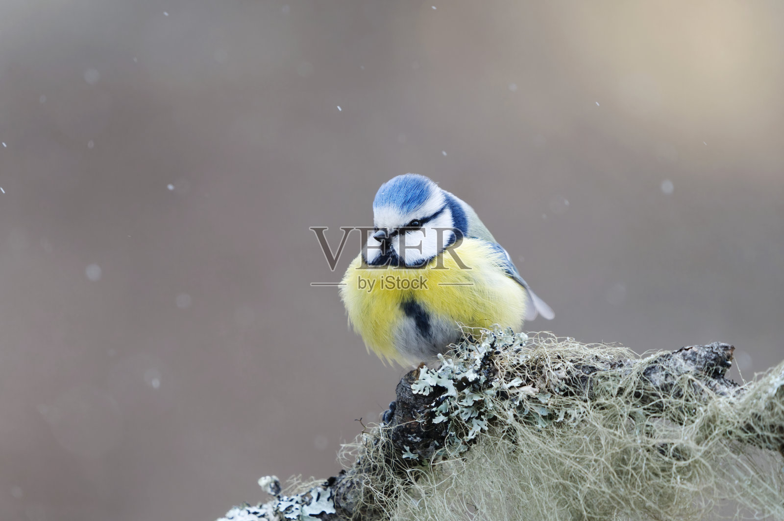 欧亚蓝山雀(Cyanistes caeruleus)在春天花园的降雪中坐在树枝上。照片摄影图片