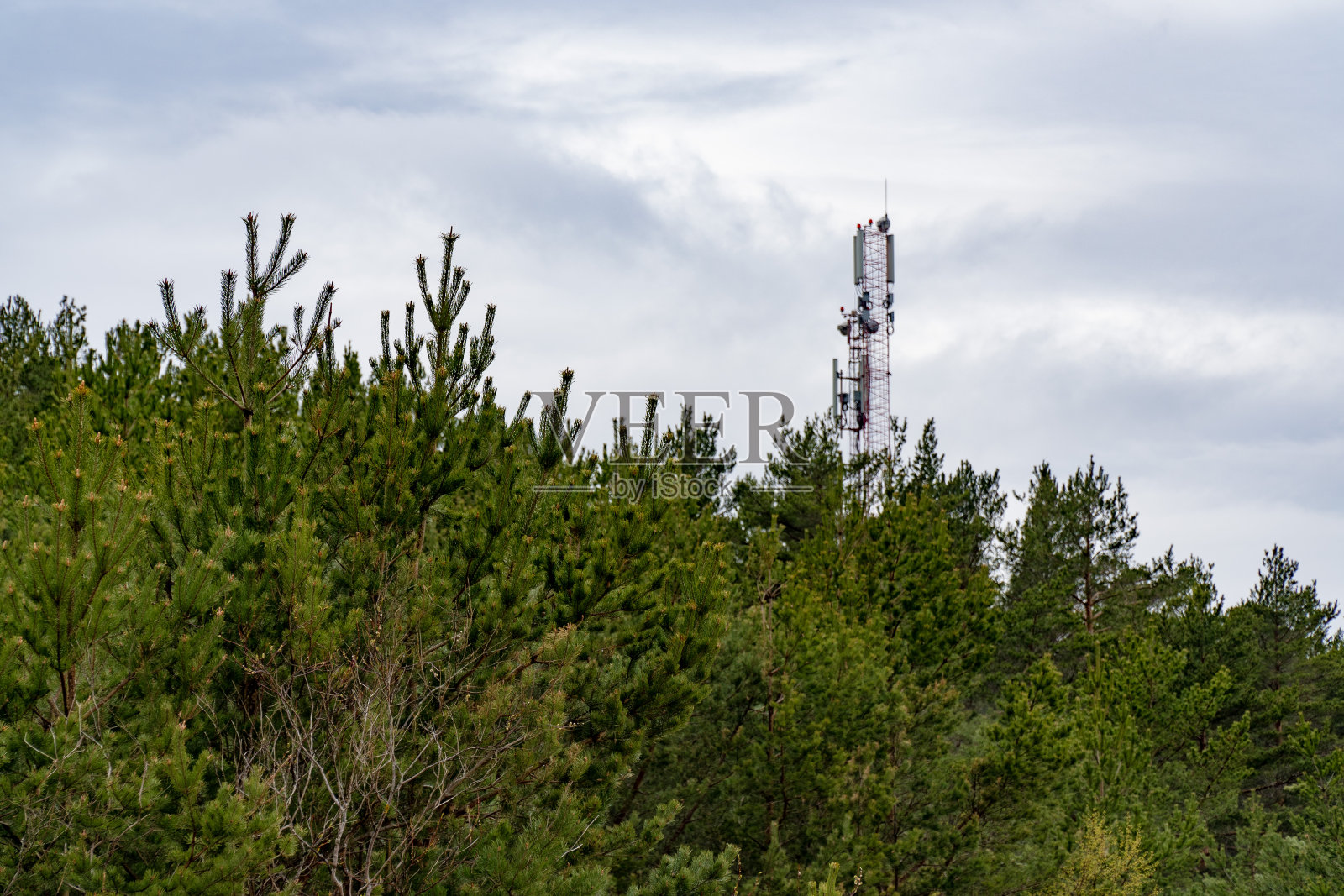 松林上的通讯塔照片摄影图片