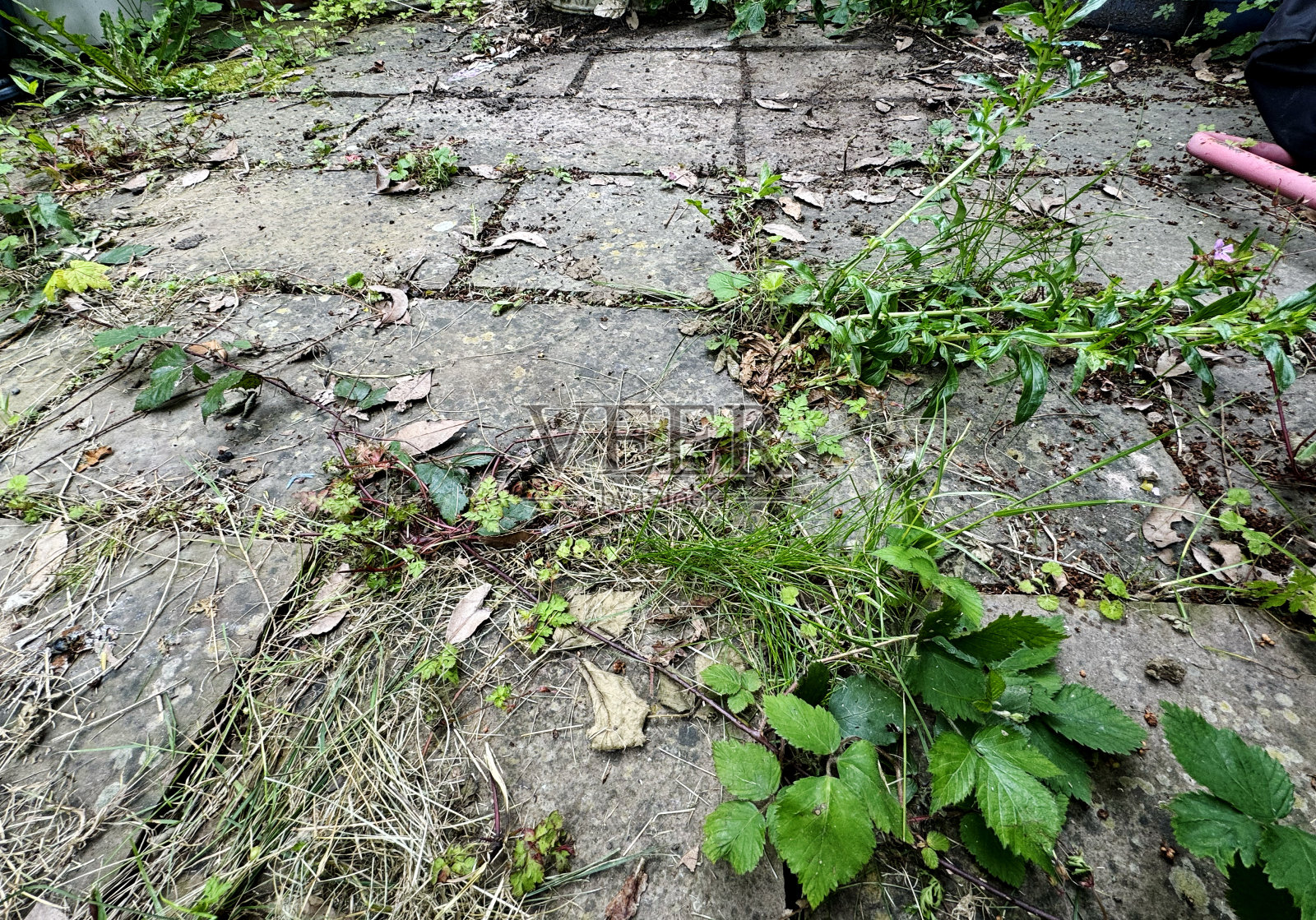 杂草丛生，不整洁的庭院照片摄影图片