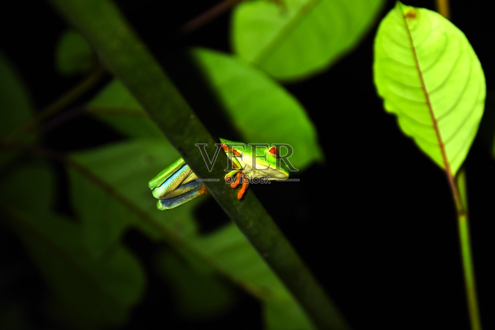 红眼树蛙照片摄影图片