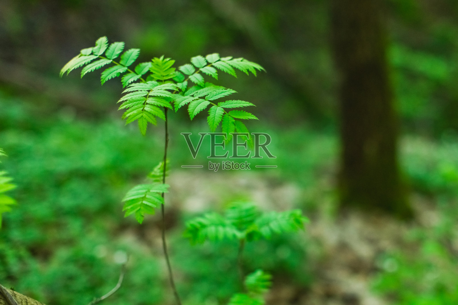 年轻的绿紫菀。照片摄影图片