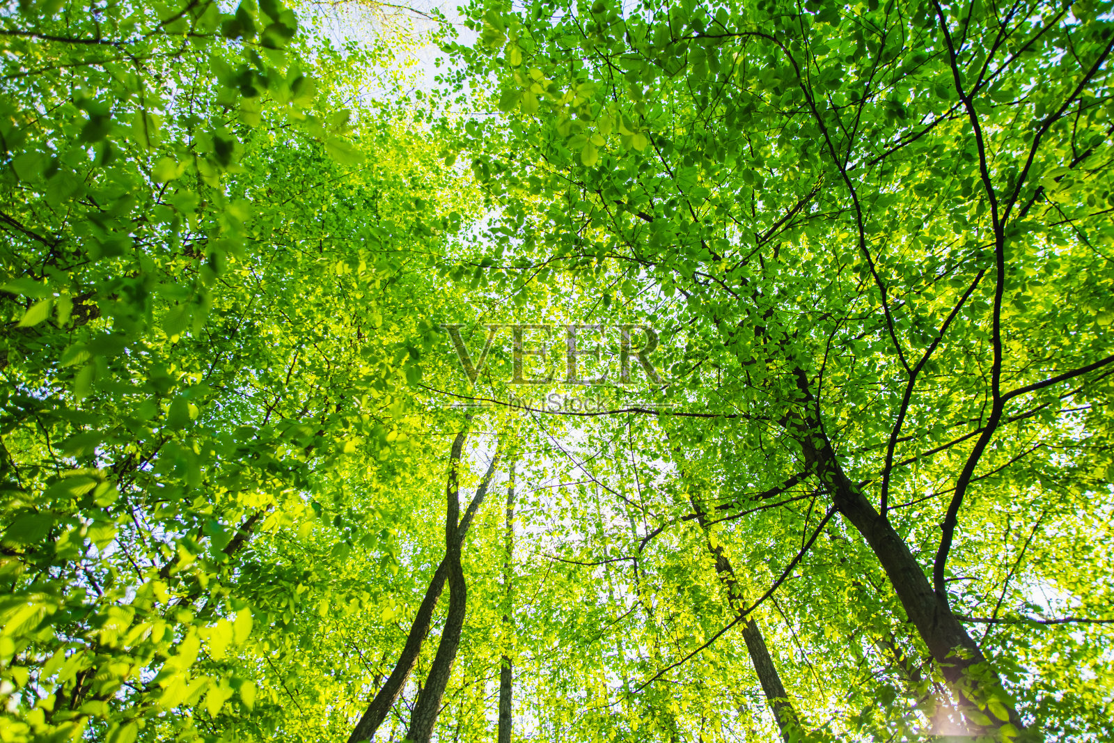 树顶。绿色的树叶。夏天自然照片摄影图片