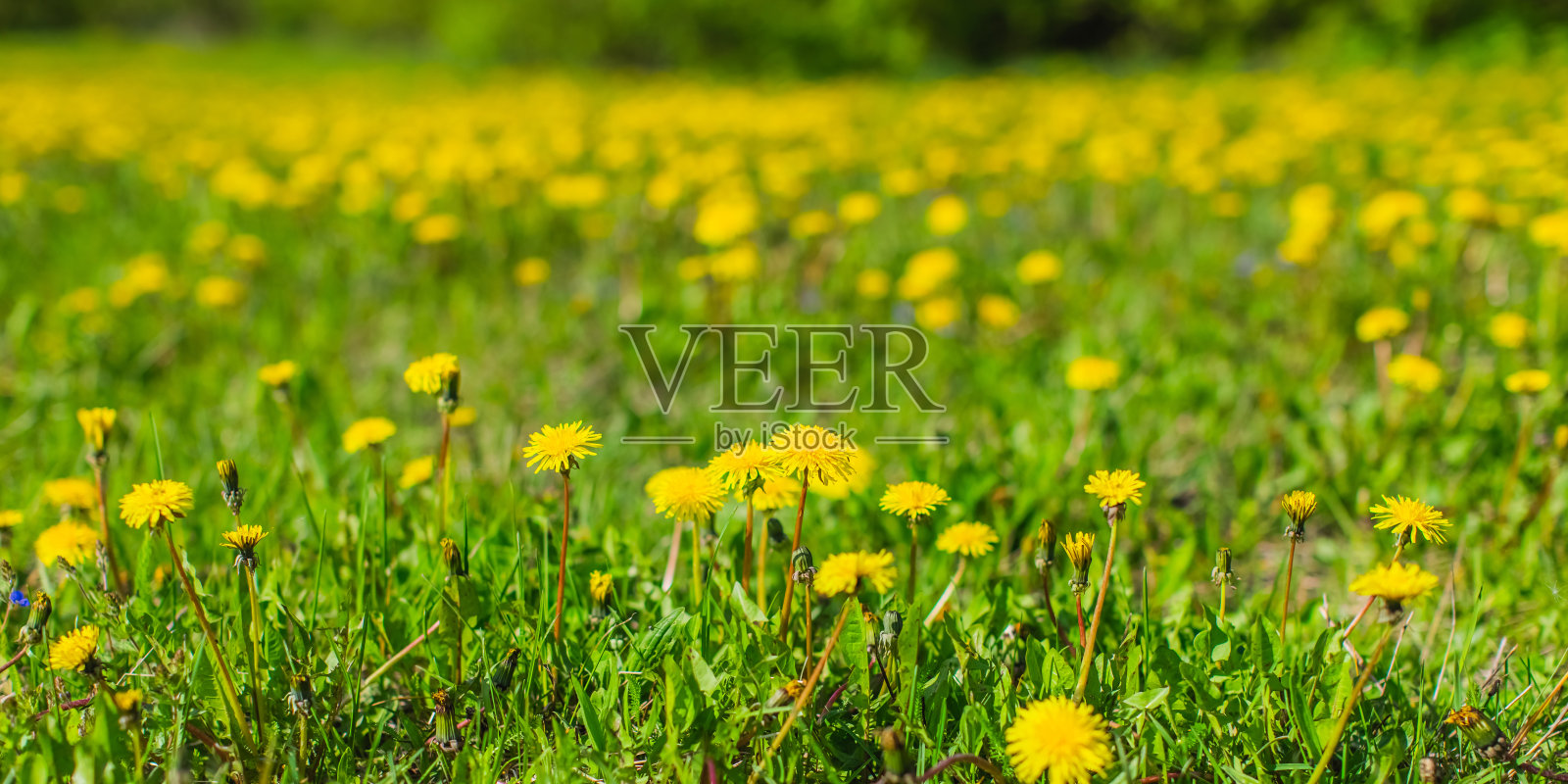 草地上的黄色蒲公英。照片摄影图片