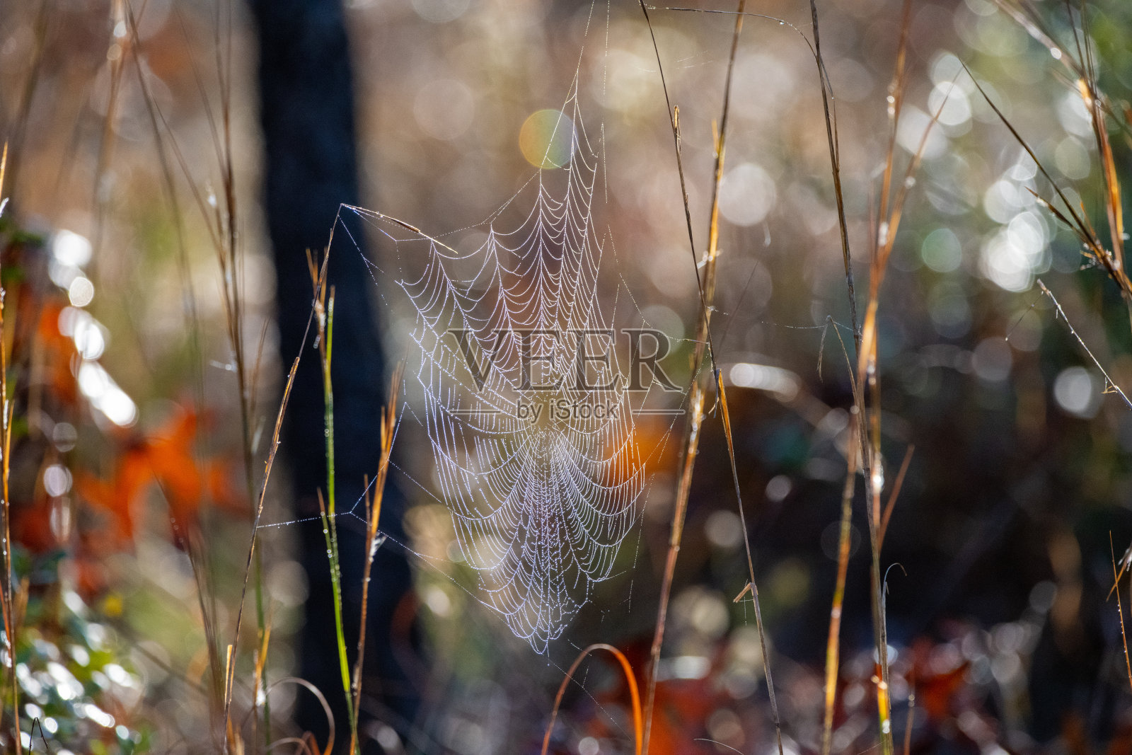 蜘蛛网在黎明与彩色背景照片摄影图片