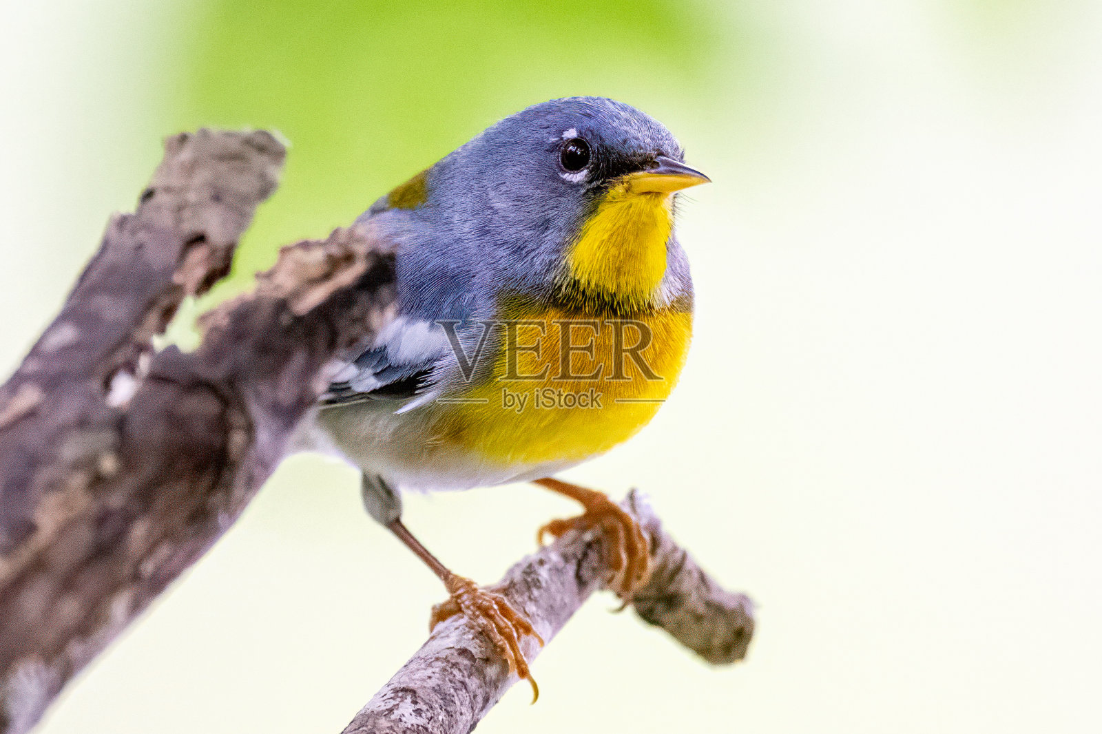 北方松柏林莺照片摄影图片