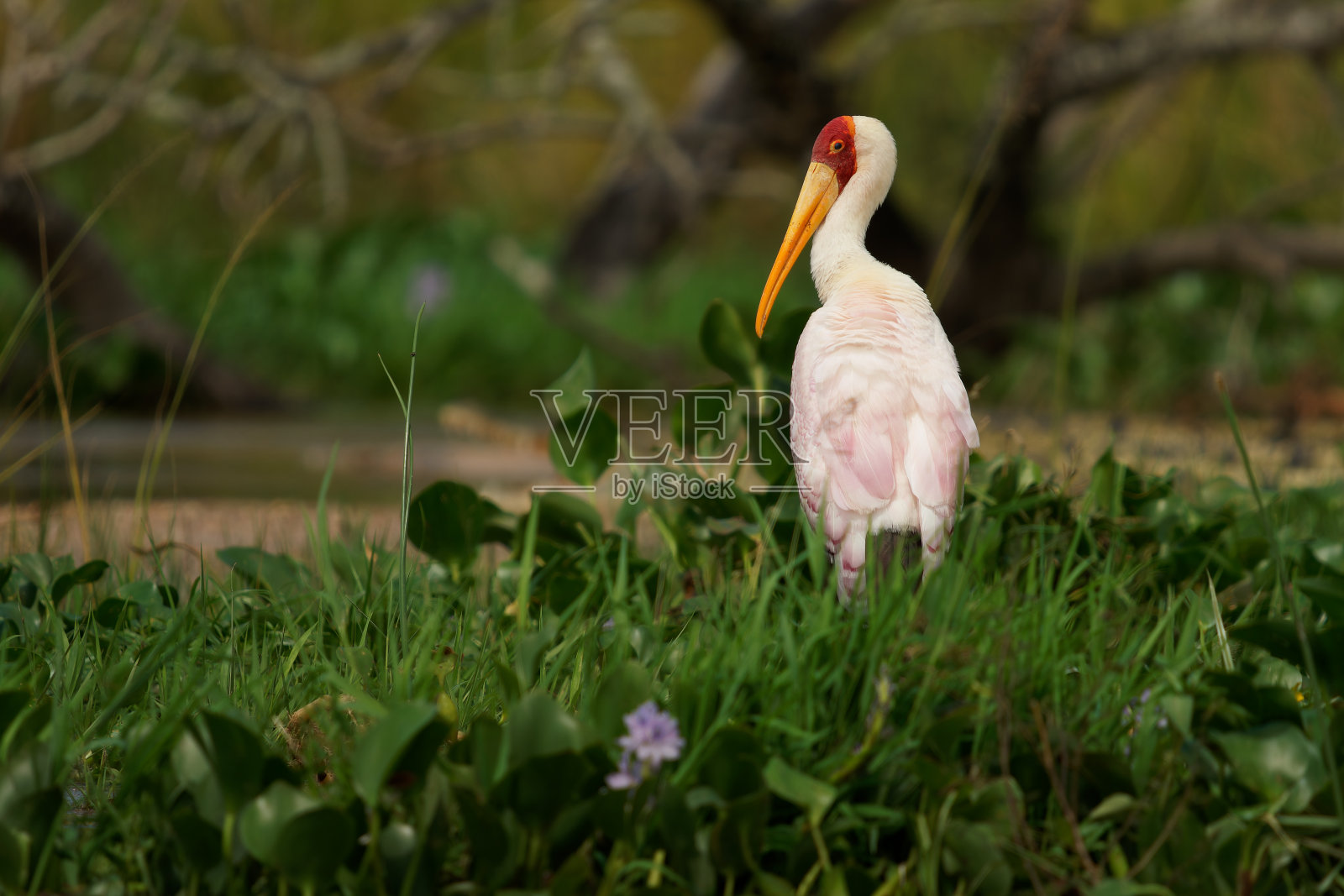 黄嘴鹳——朱鹮念珠菌又名木鹳或朱鹮，大型非洲涉水鹳属灰鹳科，广泛分布于撒哈拉以南和马达加斯加，白色的黄喙鸟栖息在绿色的水草中照片摄影图片