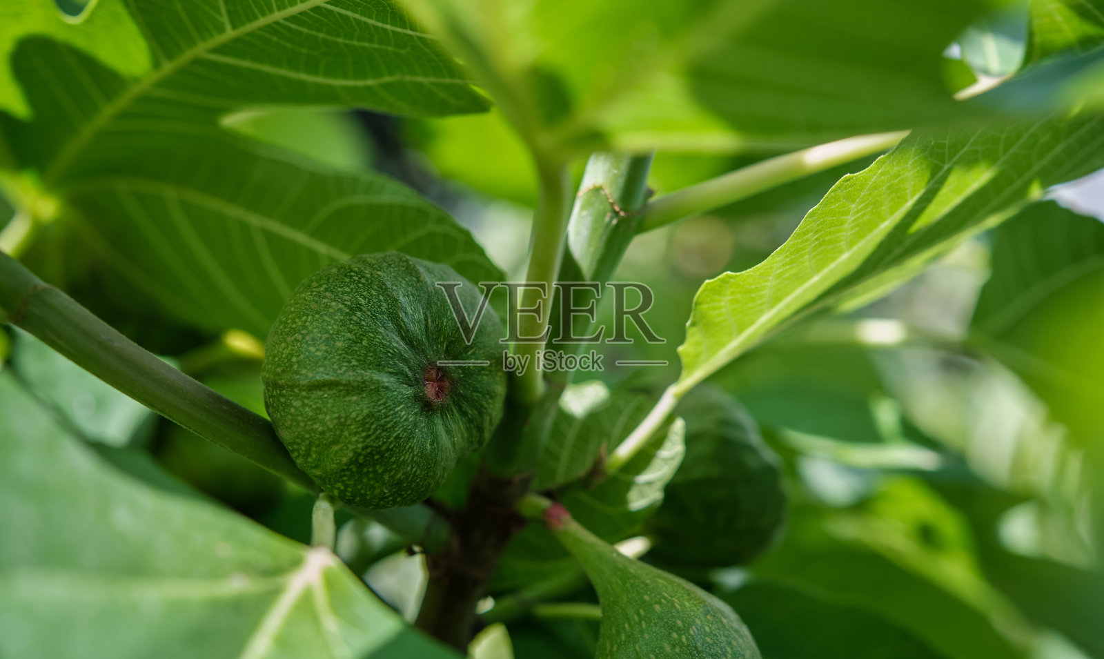 无花果树的特写与成熟的果实，选择性焦点照片摄影图片
