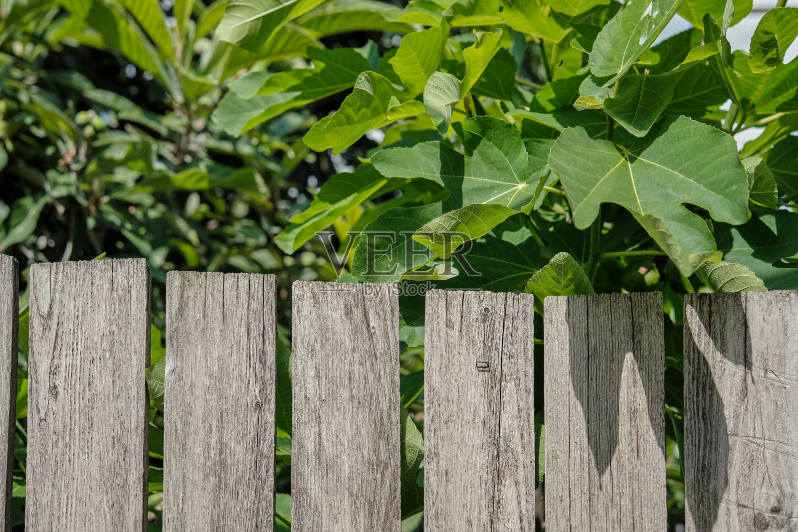 古老的木篱笆后面有一棵无花果树，树上结满了成熟的果实照片摄影图片