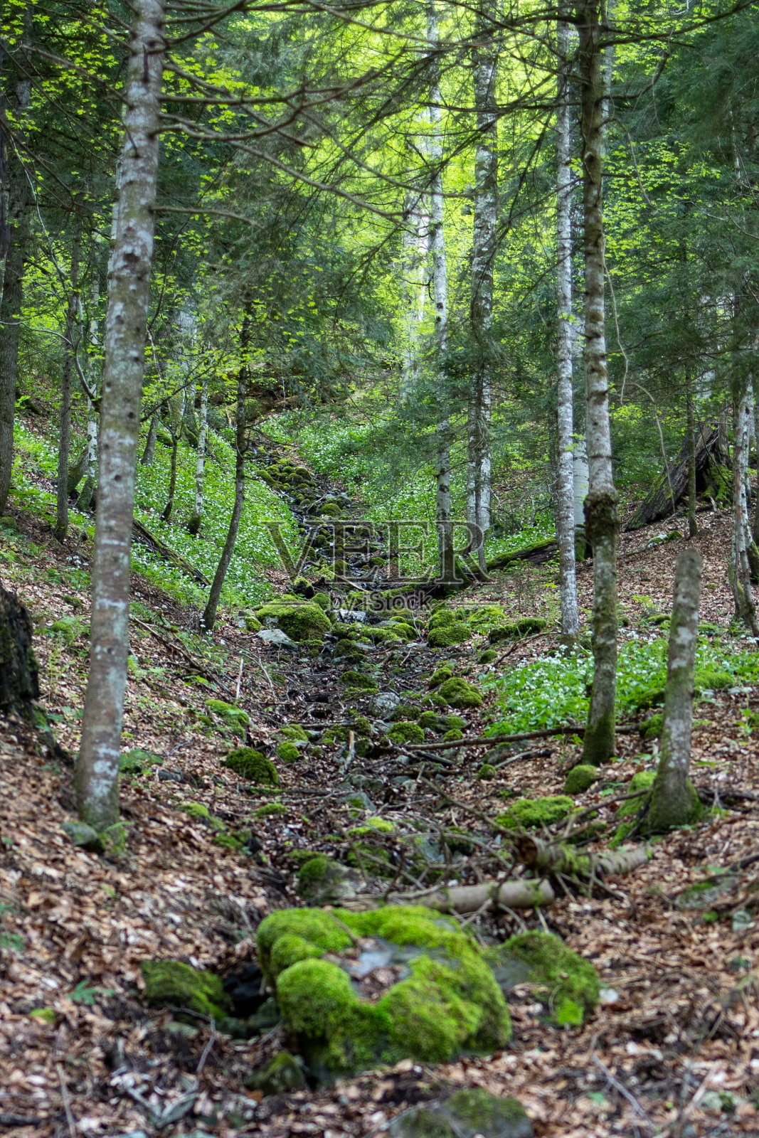 古老的森林照片摄影图片