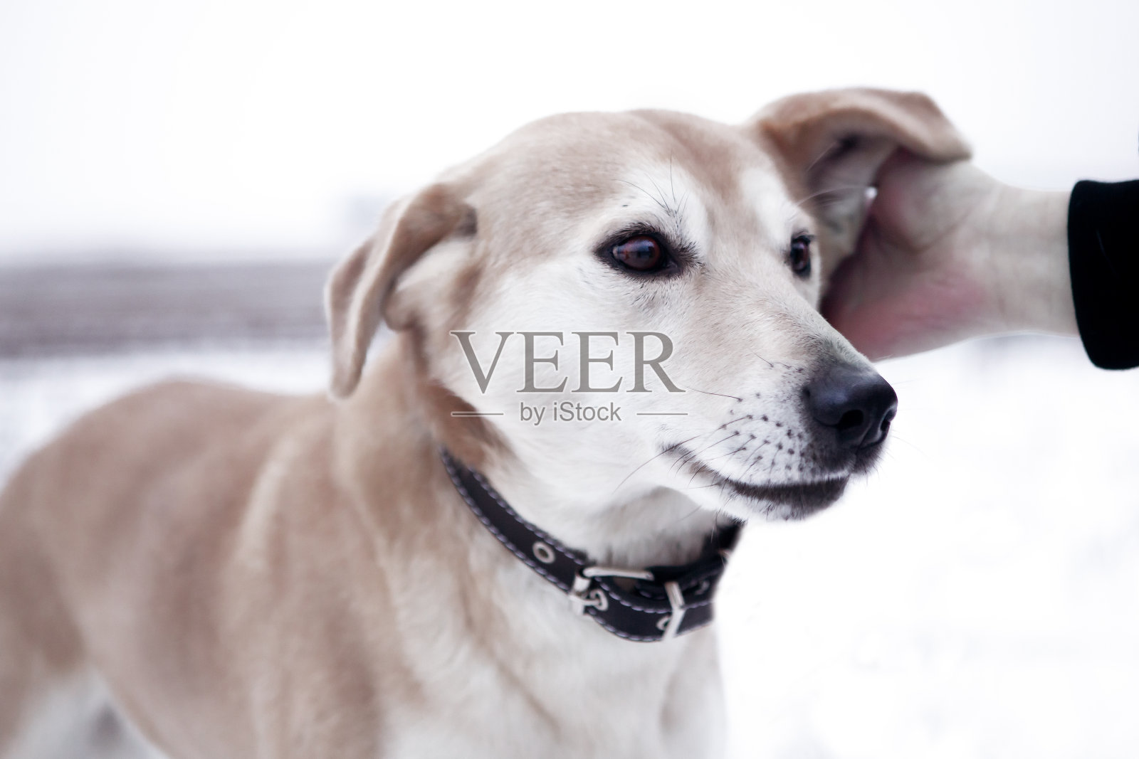 一个人的手抚摸着一只流浪狗。照片摄影图片