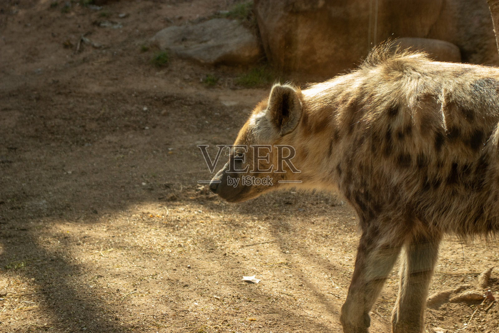 在一个阳光明媚的春日，斑点鬣狗，藏红花照片摄影图片