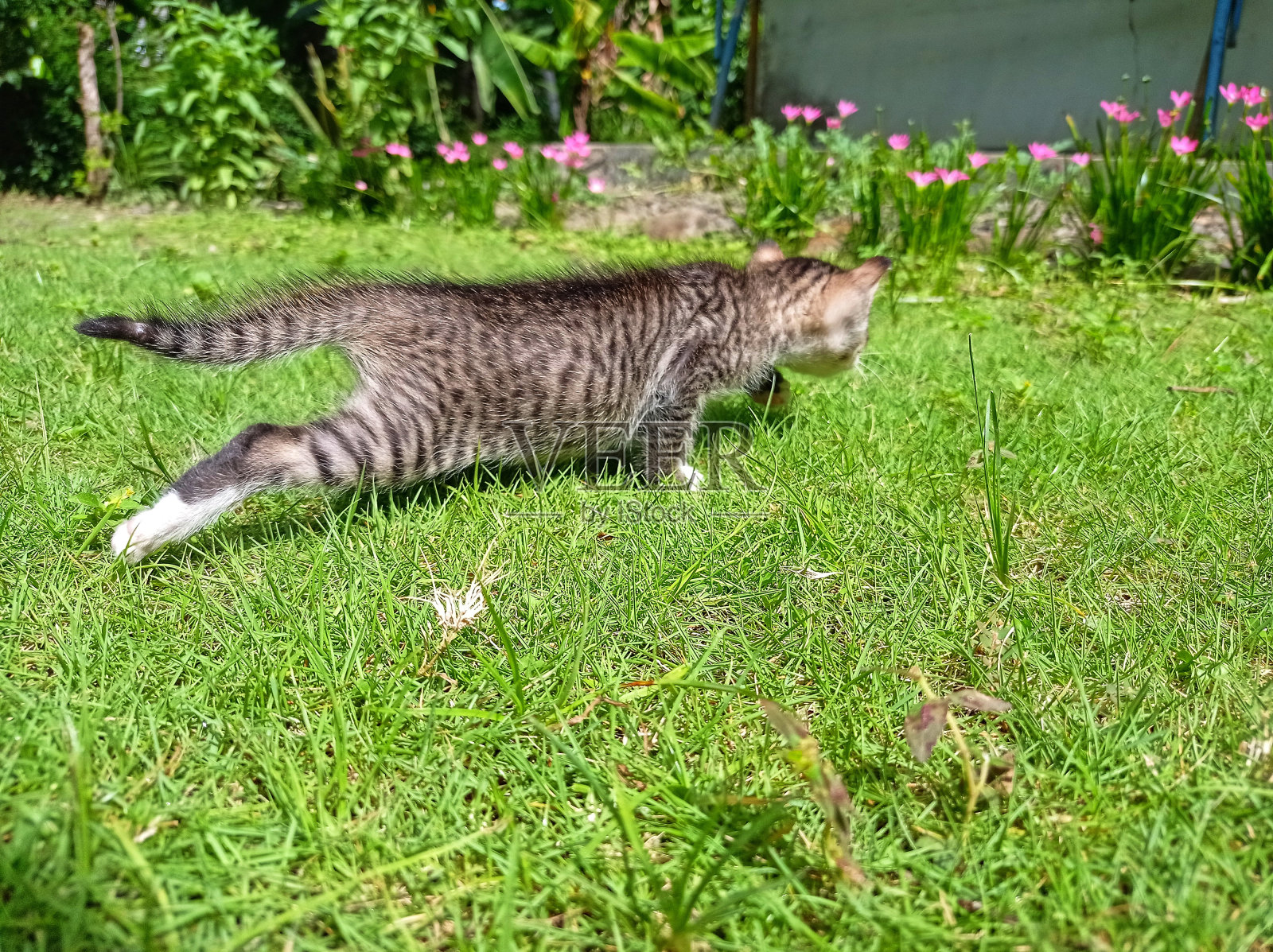 可爱的小猫在找东西照片摄影图片