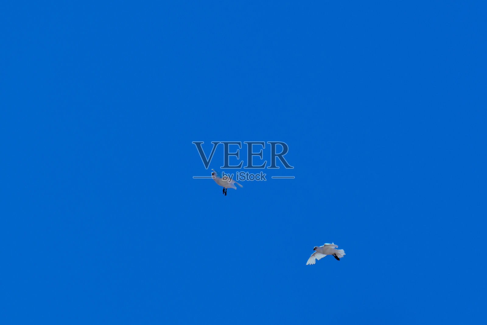 在南乔治亚岛的海洋上飞行的雪嘴鸟照片摄影图片