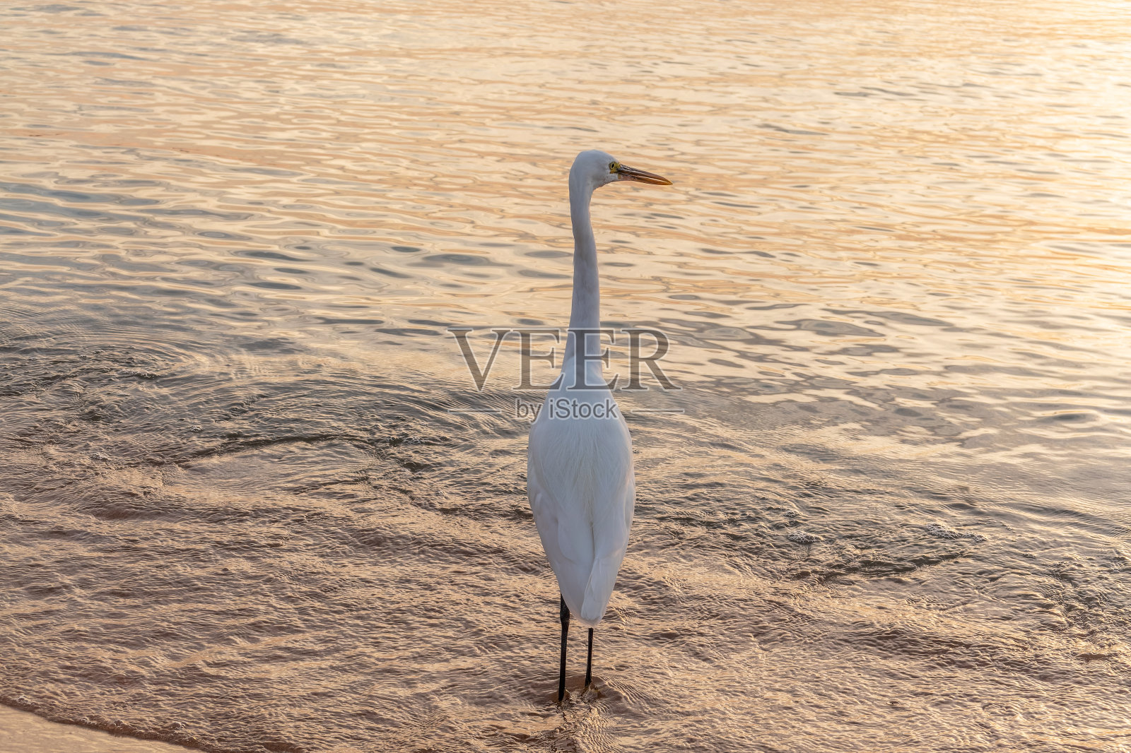 大白鹭(Ardea alba)，一种中等大小的白鹭在海边钓鱼照片摄影图片