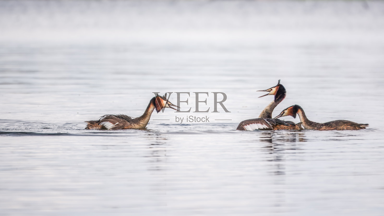 两只雄水怪在水里打架。大凤头山羊，凤头山羊照片摄影图片