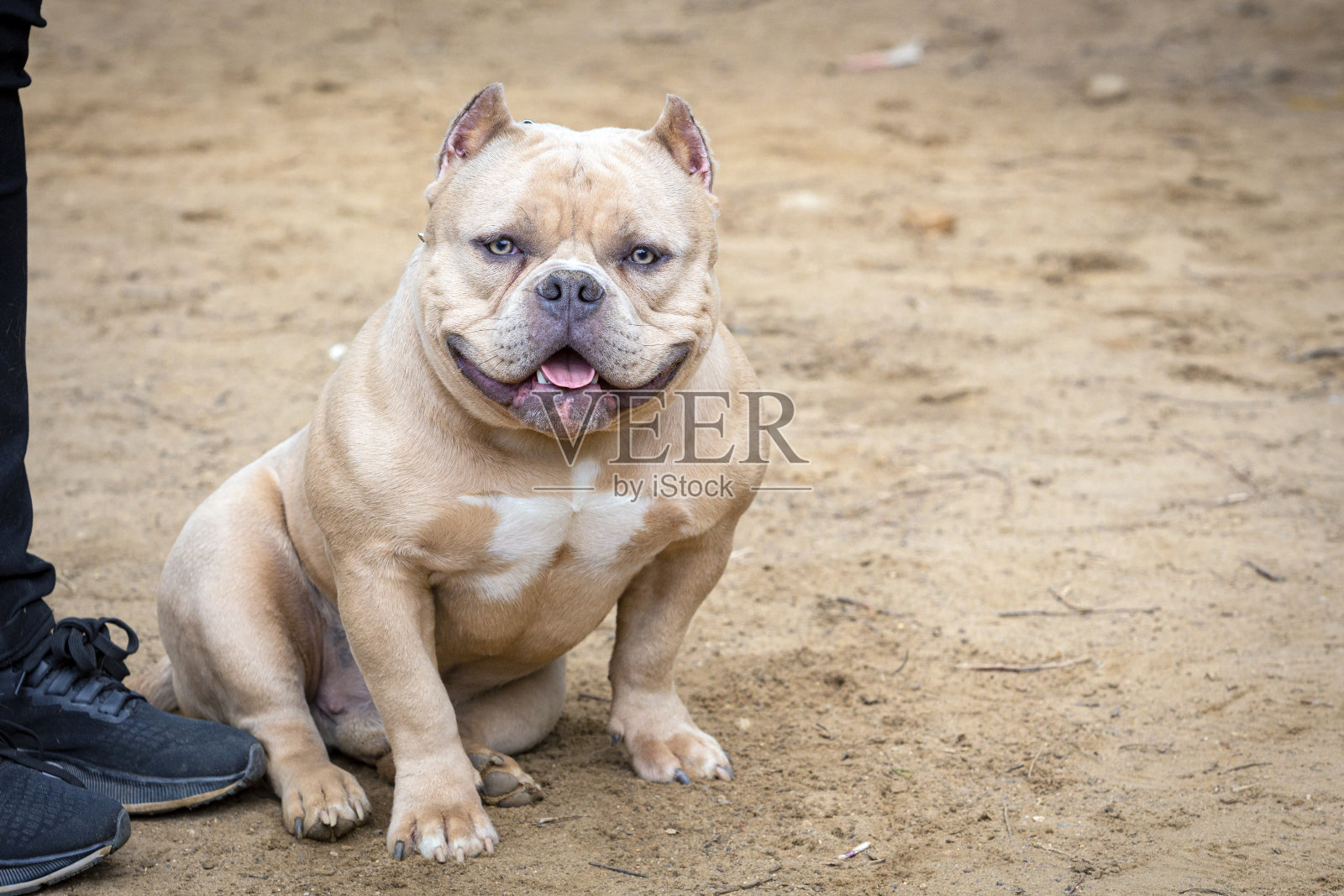 一只美丽的狗的肖像，美国恶霸坐在沙滩上。特写镜头照片摄影图片