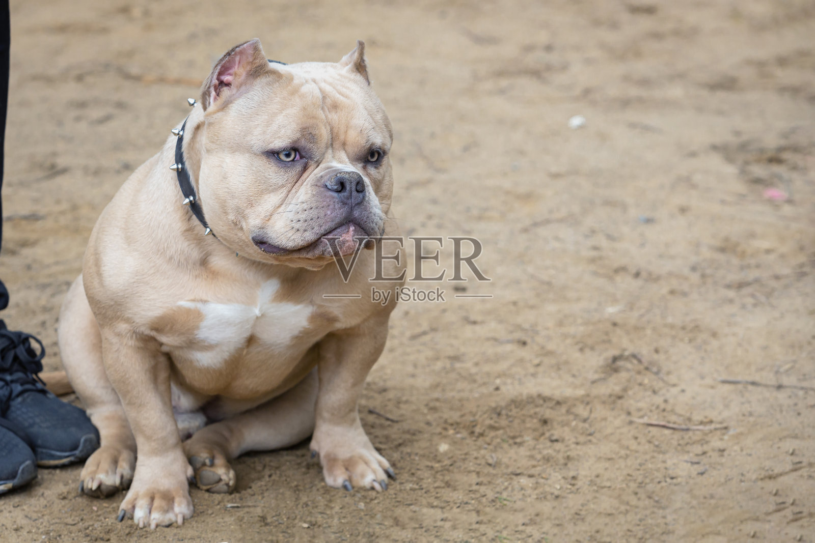 一只美丽的狗的肖像，美国恶霸坐在沙滩上。特写镜头照片摄影图片