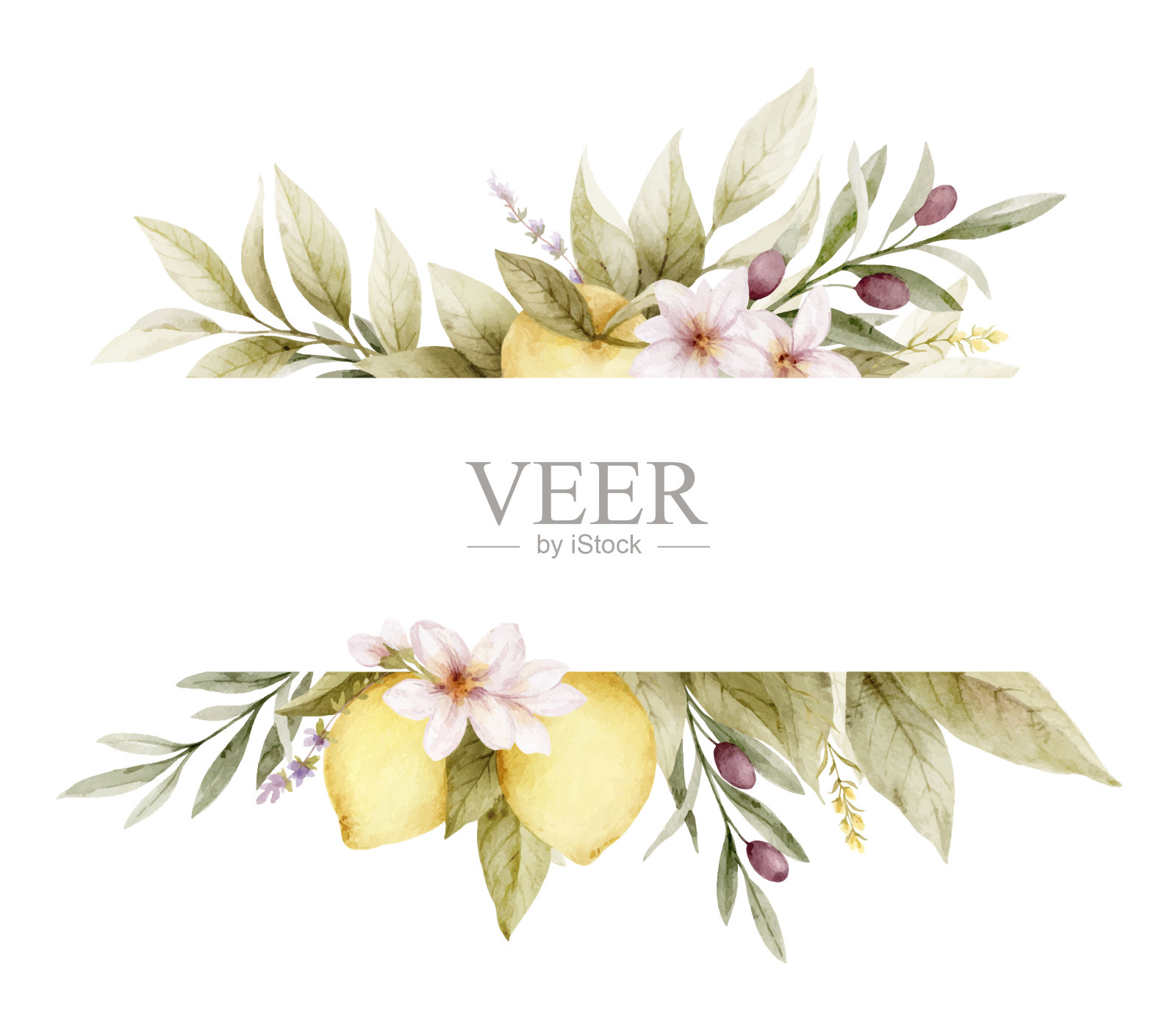 柠檬和橄榄的花香旗帜。水彩矢量插图隔离在白色。绿色剪纸贺卡，装饰，婚礼邀请，文具设计。插画图片素材